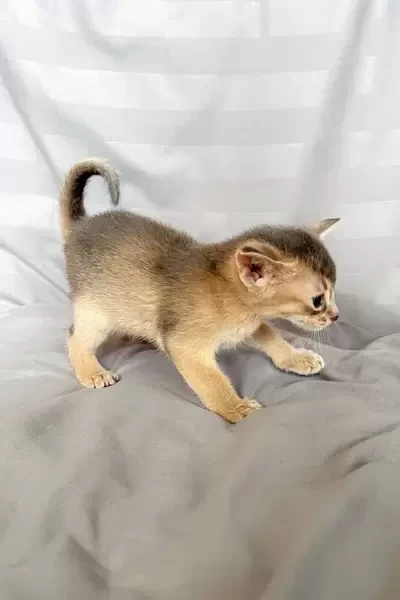  female abyssinian kitten