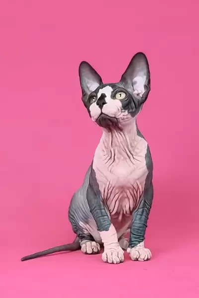 sphynx kitten