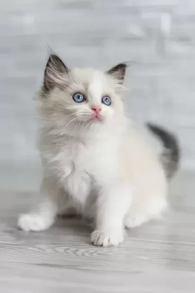  ragdoll female kitten