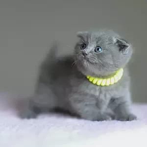 male Scottish Fold kitten. | PostAds PH