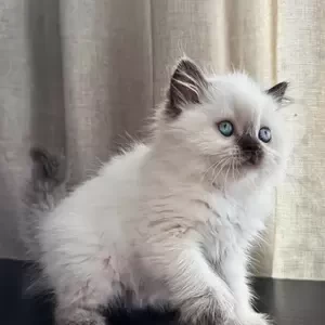 female scottish straight longhair kitten | PostAds PH