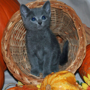 Gorgeous Russian Blue kittens WhatsApp:+63-9455-189-371 Viber:+63-9455-189-371 | PostAds PH