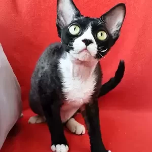 purebred kittens | PostAds PH