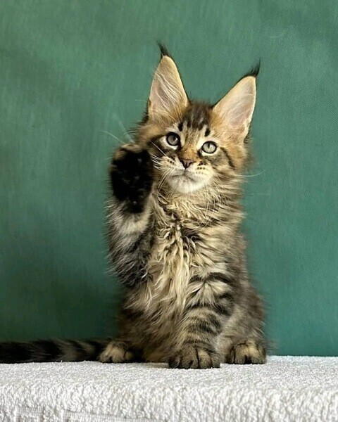 Gorgeous Maine Coon Kittens WhatsApp:+63-9455-189-371  Viber:+63-9455-189-371