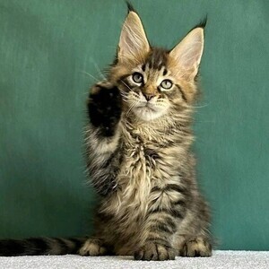 Gorgeous Maine Coon Kittens WhatsApp:+63-9455-189-371 Viber:+63-9455-189-371 | PostAds PH