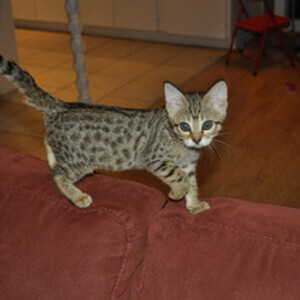 Gorgeous savanna kittens WhatsApp:+63-9455-189-371 Viber:+63-9455-189-371 | PostAds PH