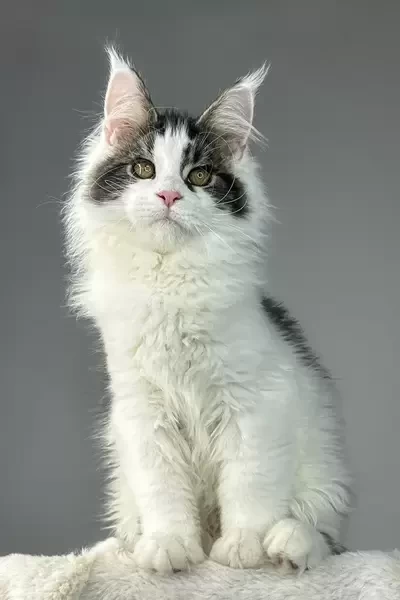 Maine Coon kitten 