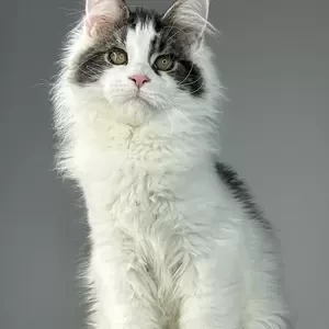 Maine Coon kitten | PostAds PH