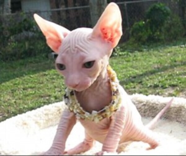 Gorgeous Sphynx Kittens WhatsApp:+63-9455-189-371  Viber:+63-9455-189-371