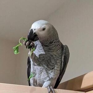 Female African Grey Parrot for Sale.Please contact us on Viber: +639660614145 | PostAds PH