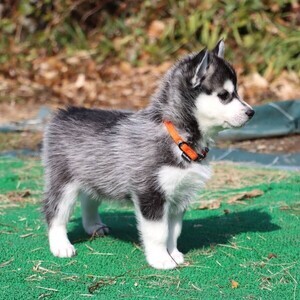 Purebred Male Siberian Husky.Please contact us on Viber: +639660614145 | PostAds PH