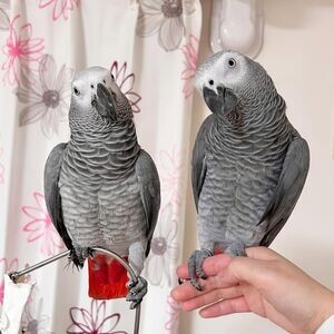 Cute Pair of African Grey Parrots.Please contact us on Viber: +639660614145 | PostAds PH