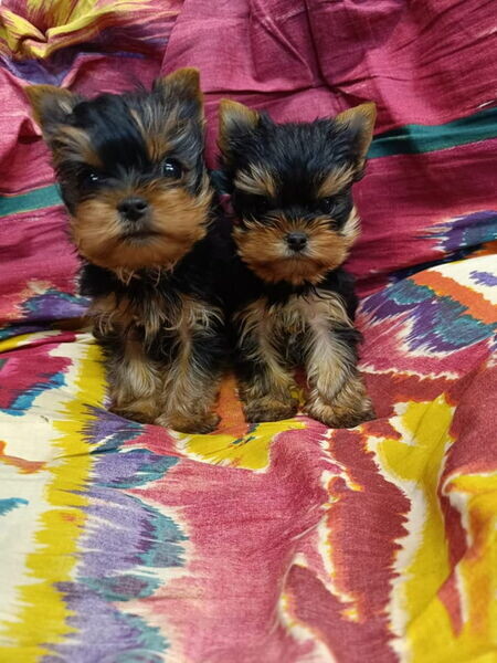 We have some beautiful Yorkie puppies.Please contact us on Viber: +639660614145