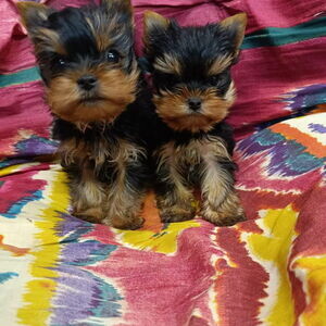 We have some beautiful Yorkie puppies.Please contact us on Viber: +639660614145 | PostAds PH
