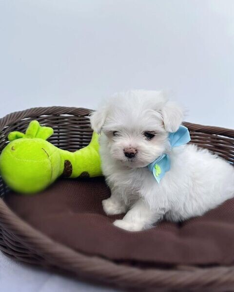 Healthy Maltese Puppies For Free Adoption .Please contact us on Viber: +639660614145