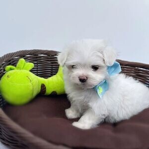 Healthy Maltese Puppies For Free Adoption .Please contact us on Viber: +639660614145 | PostAds PH