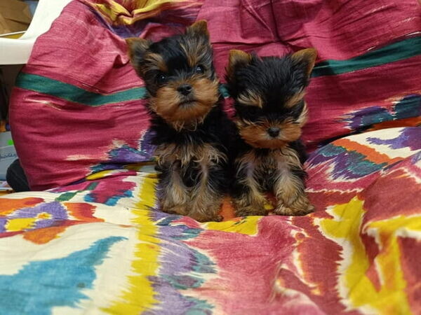 Yorkie Puppies Available For Re homing.Please contact us on Viber: +639660614145