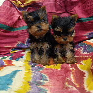Yorkie Puppies Available For Re homing.Please contact us on Viber: +639660614145 | PostAds PH