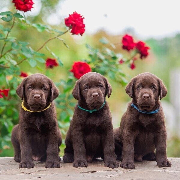 Home Trained Labrador Retriever Puppies.Please contact us on Viber: +639660614145