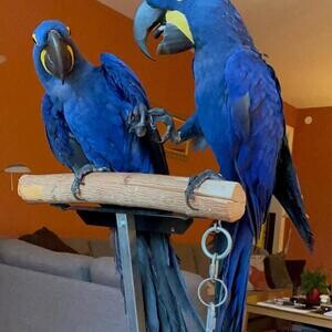 Accessories and cage Hyacinth macaw.Please contact us on Viber: +639660614145 | PostAds PH