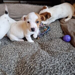 Jack russel puppies | PostAds PH