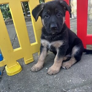 German Shepherd puppies | PostAds PH