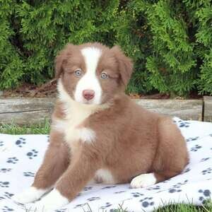 Border Collie Puppies | PostAds PH