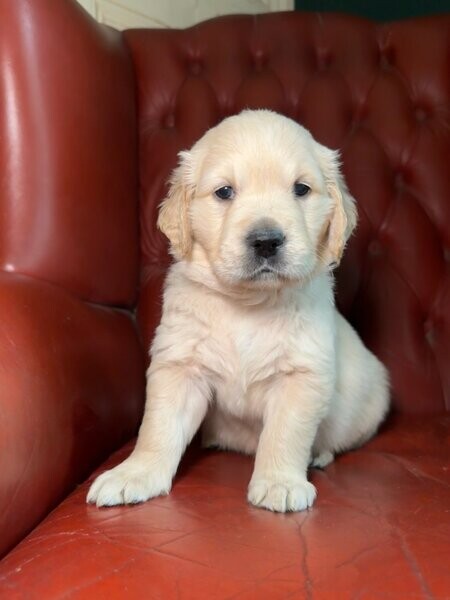  Golden Retriever puppies