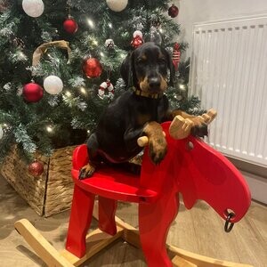 Doberman puppies | PostAds PH