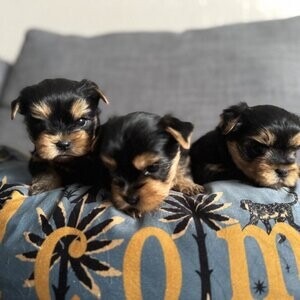 Yorkshire puppies | PostAds PH