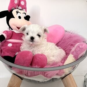 Maltese puppies | PostAds PH
