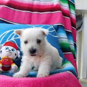 West Highland White Terrier | PostAds PH