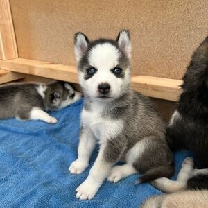 Siberian Husky Puppies | PostAds PH
