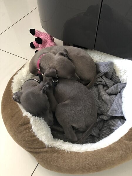 Italian Greyhound Puppies