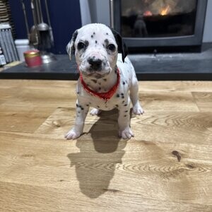 Dalmatian Puppies | PostAds PH