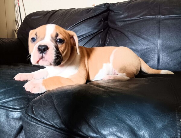 American Pit Bull Terrier