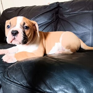 American Pit Bull Terrier | PostAds PH