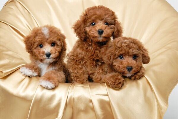 Toy Poodle Puppies