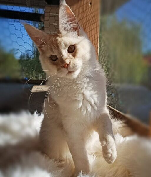  Maine Coon Kitten For Sale