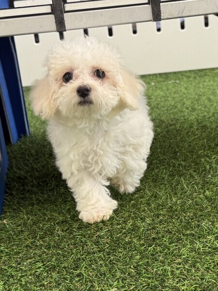 Bichon Frise