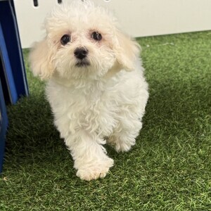 Bichon Frise | PostAds PH