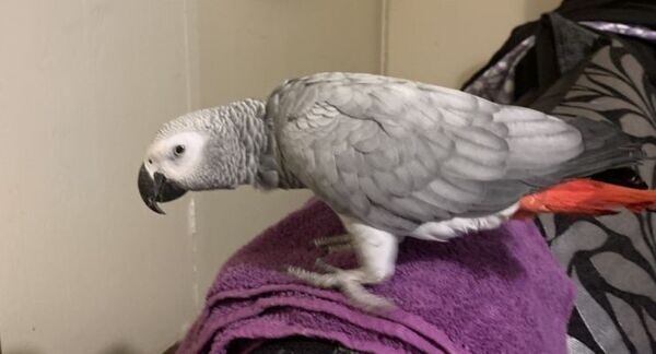 African Grey - Hand Tammed