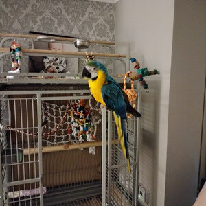 blue and gold Macaw for sale | PostAds PH