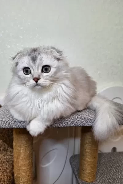  male Scottish Fold kitten for sale