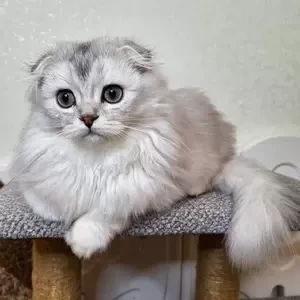 male Scottish Fold kitten for sale | PostAds PH