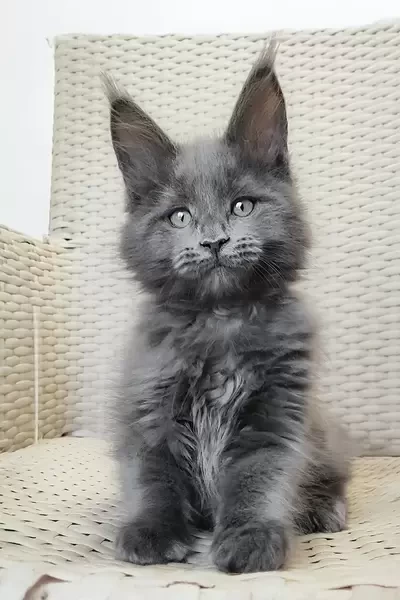 female Maine Coon kitten