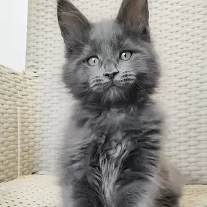 female Maine Coon kitten | PostAds PH