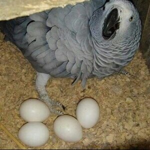 African Grey and macaw parrots for sale | PostAds PH