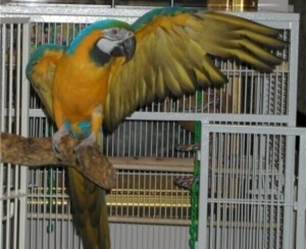 macaw parrots Paperwork is included. whatsapp:+44-7543-470-027