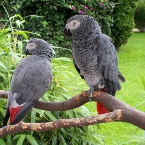 african gray parrots Paperwork is included. WhatsApp:+63-9455-189-371 Viber:+63-9455-189-371 | PostAds PH